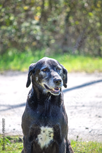 Black stray dog. Cute, friendly animal idea concept. Dog portrait. No people, nobody. Vertical photo.