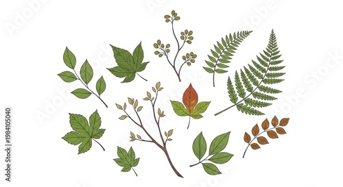 A collection of various plant leaves and branches, including ferns, leaves, and twigs, arranged in a circular pattern on a white background.