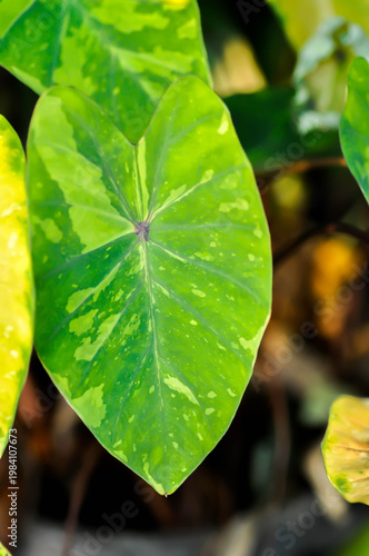 Colocasia Lemon Lime Gecko or Colocasia esculenta, Lemon Lime Gecko or Colocasia plant or bicolor plant