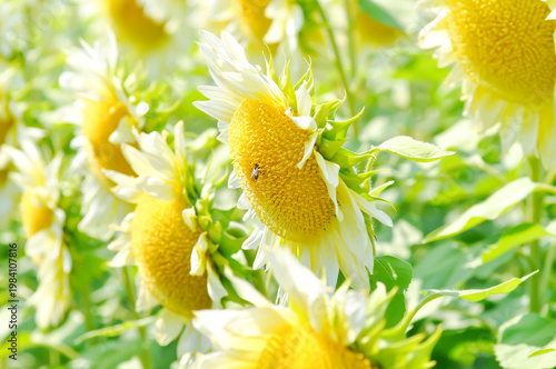 White Sunflower, sunflower or Asteraceae or H annuus or Helianthus annuus L or Helianthus annuus ProCut White Nite or white flower and sky