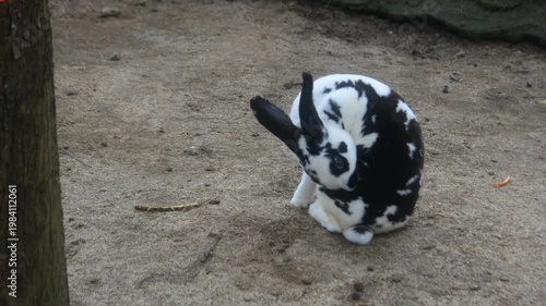 Black and white rabbit playing in the park