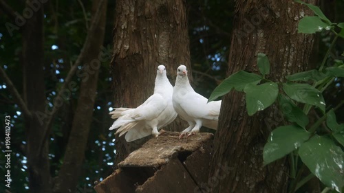 Two white doves on a tree. Close up