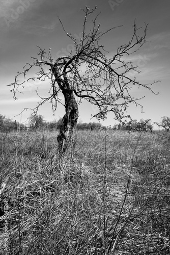 Single Bare Tree In Field Of Tall Grass Black And White