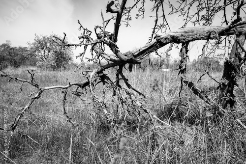 Fallen Dry Tree Branches In Tall Grass Field Black And White
