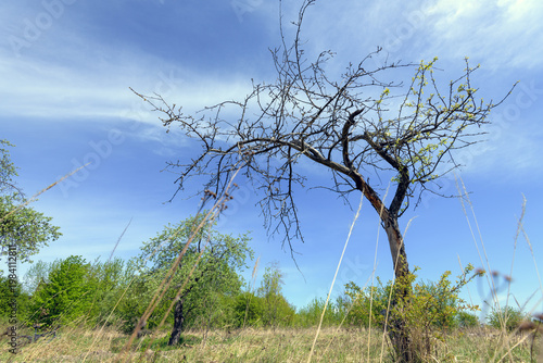 Old Tree With New Spring Leaves Against Blue Sky