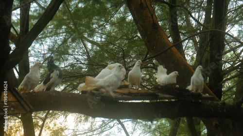 Eight doves gathered on a tree