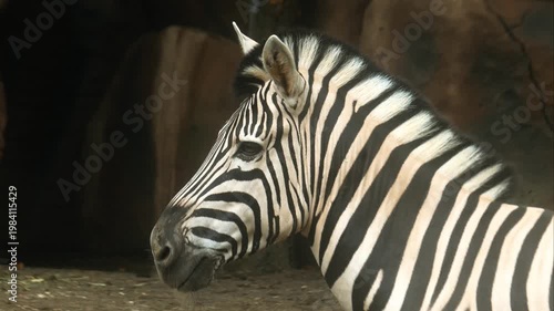 Zebra head, left side, close up