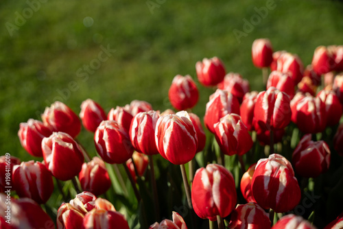 Red tulips flower in the garden