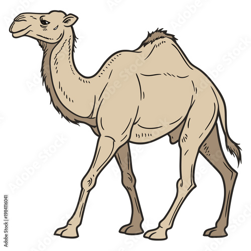 Billede på lærred Cartoon style illustration of a dromedary camel standing with one hump, standing