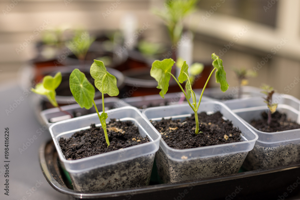 Obraz premium Nasturtium seedlings growing in small pots to be transplanted outdoors