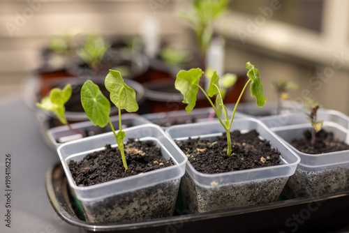 Nasturtium seedlings growing in small pots to be transplanted outdoors