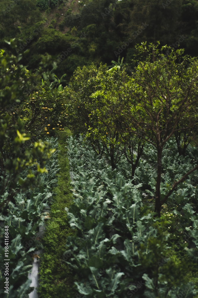 Fototapeta premium Lush organic vegetable garden with citrus trees, Bali hillside
