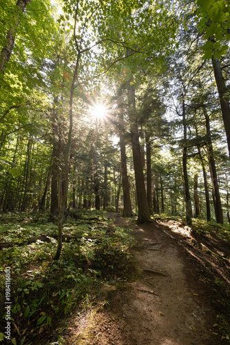 Porupine Mountains forest path with sunbeams through green foliage