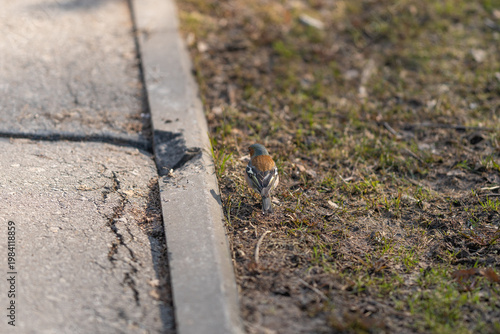 Tiny bird scours sidewalk for food. Small songbird searches for sustenance in dawn light. Gentle sparrow explores city pavement seeking nourishment in early morning glow