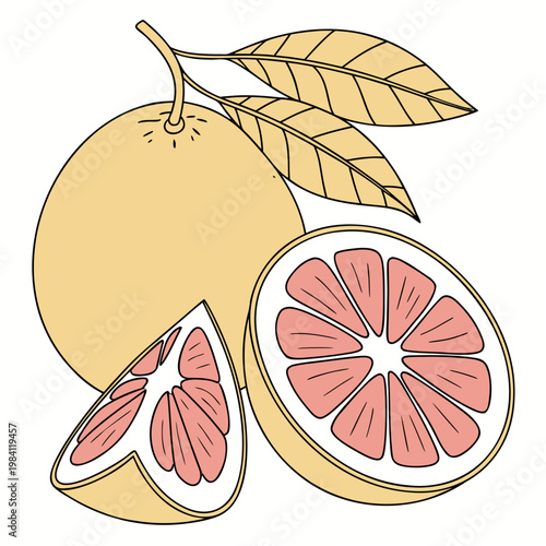 Fresh pink grapefruit illustration with whole fruit half and sliced wedge