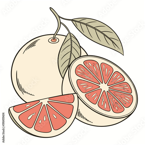 Muted tone hand drawn grapefruit set featuring whole fruit half and slice