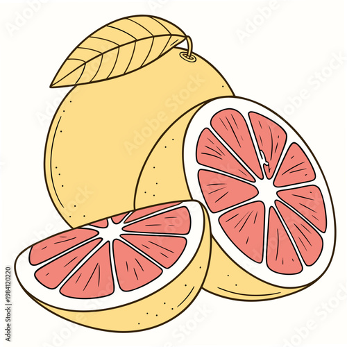 Hand drawn pink grapefruit illustration with whole fruit half and fresh slice