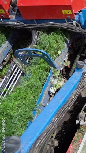 Carrot Harvester Separating Fresh Vegetables from Green Tops and Soil in Slow Motion. A conveyor belt transfers the carrot crop to a parallel, moving vehicle. Search CARROT-HARV-2025