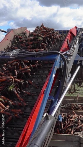 Slow Motion Carrot Harvester Loading Fresh Carrots into Wooden Crates on Moving Tractor Trailer. Modern organic food production and agribusiness logistics. Search CARROT-HARV-2025 for more clips.