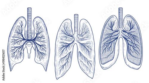 Three stylized illustrations of human lungs with detailed branching and anatomical accuracy