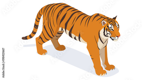 Vector illustration of a tiger isolated on white background showing a striped wild feline animal