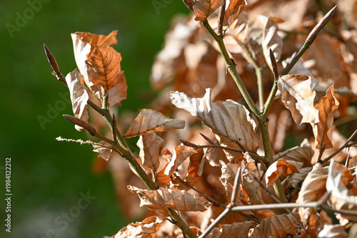 фотографія feuille hetre automne climat environnement haie