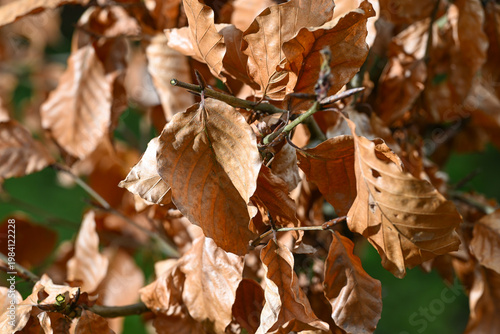 Tablou pe pânză feuille hetre automne climat environnement haie