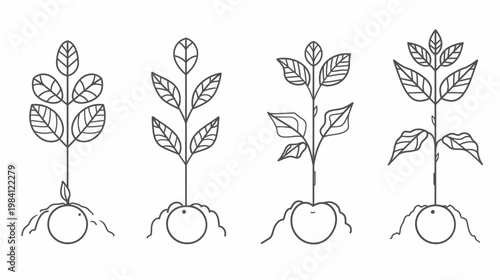 Four sprouting plants in black outline