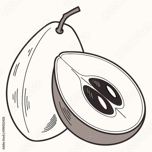 Hand drawn illustration of a sliced mamey sapote fruit showing seeds