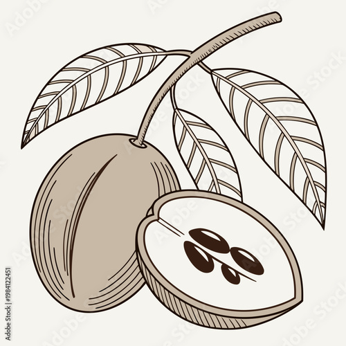 Vintage style woodcut illustration of a sapodilla fruit on a leafy branch