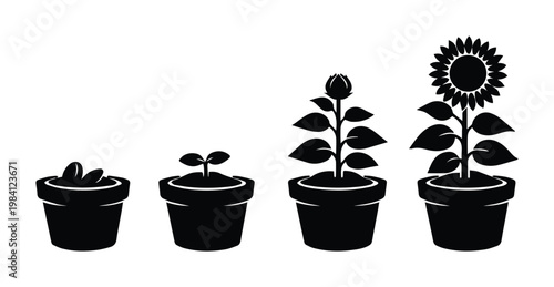Plant growth stages vector icon set, potted plant development from seed to mature sunflower, black silhouette illustration for agriculture and nature concepts