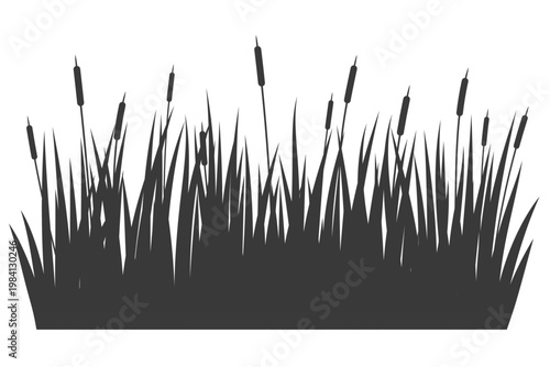 Swamp grass reed silhouette. Vector tall cattails near river and lake bank isolated on white background. Water bulrush plants. High foliage flat illustration