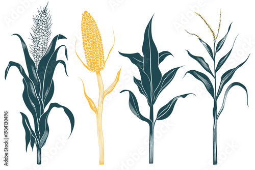 Illustration of corn plants with various stages of growth, in a flat, textured art style
