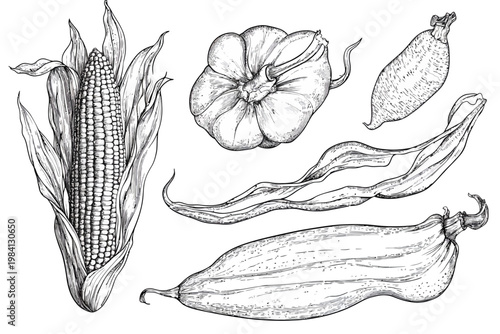 Detailed black and white illustration of assorted agricultural produce, corn, squash and husks