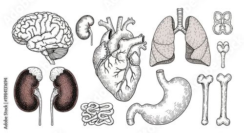 AIzaSyACw_Sl32TVbLAaliGlWq7iQivO06qYVOU Comprehensive hand-drawn human internal organ collection. Detailed vintage anatomical illustrations for medical and scientific education