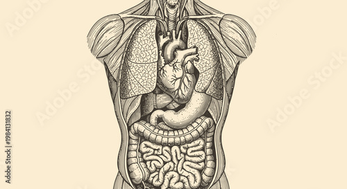 AIzaSyACw_Sl32TVbLAaliGlWq7iQivO06qYVOU Detailed hand-drawn human torso anatomy, showcasing vital internal organs like heart, lungs, and digestive system for medical and biology study