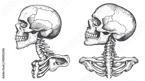 Two detailed, grayscale illustrations showcasing the side profiles of human skulls with their spine and upper body