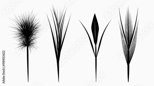 Four abstract monochrome botanical illustrations with varying forms on a white background