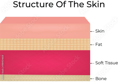 Structure of Human Skin Layers Diagram