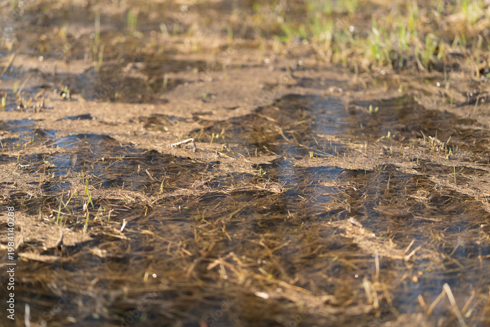 Fototapeta premium Earthy scene showcasing marshy ground and shadows. Vegetation and soil features at countryside wetland edge. Study of organic debris and soft shadows in marshy rural terrain