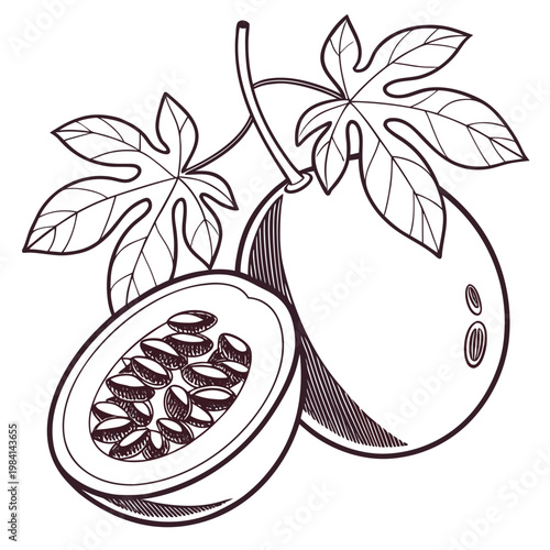 Outline drawing of passion fruit on stem with leaves one halved south america