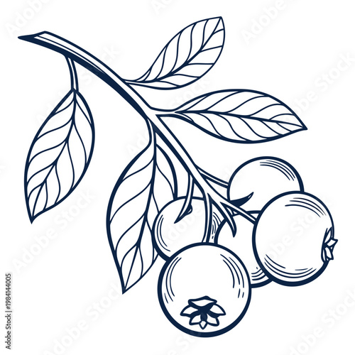 Blueberry branch with berries and leaves - outline drawing blueberry botanical