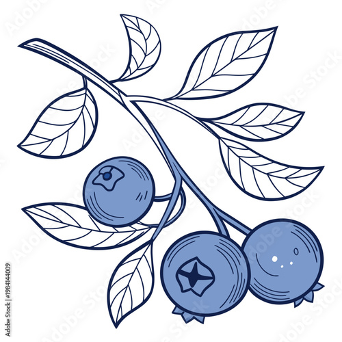 Branch with blueberries and leaves - artistic illustration blueberry botanical