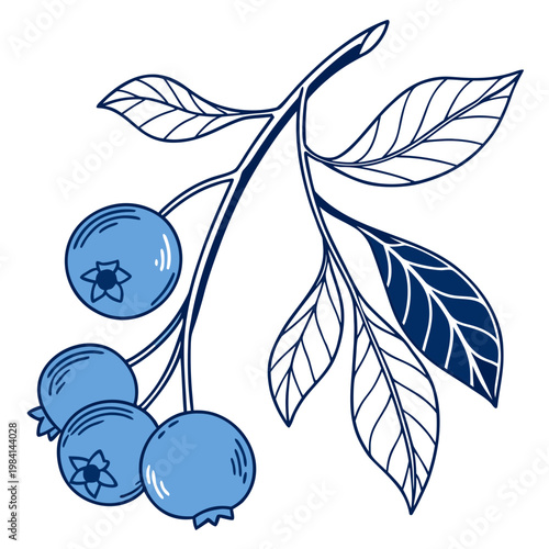 Blueberry branch with blue berries and leaves - illustration, blueberry