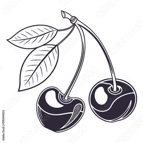 Two cherries with stems and leaves - stylized drawing cherries illustration