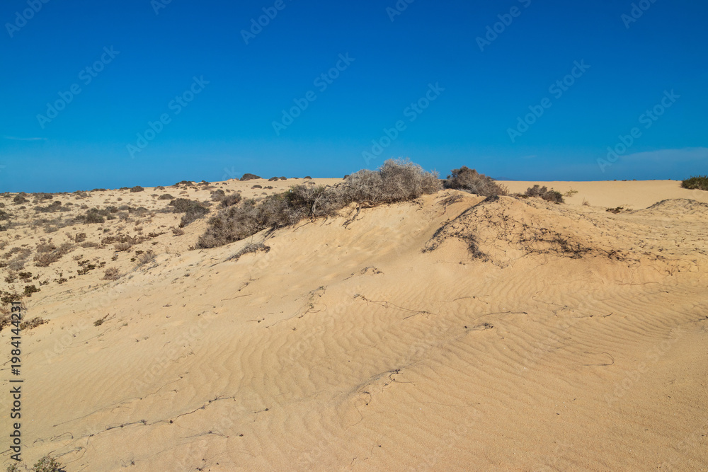 Naklejka premium Sand dunes in Corralejo Natural Park on Fuerteventura, Canary Islands, Spain