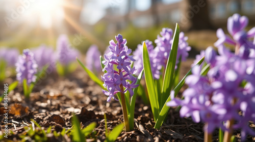 Purple flowers bloom in a garden during morning light in springtime