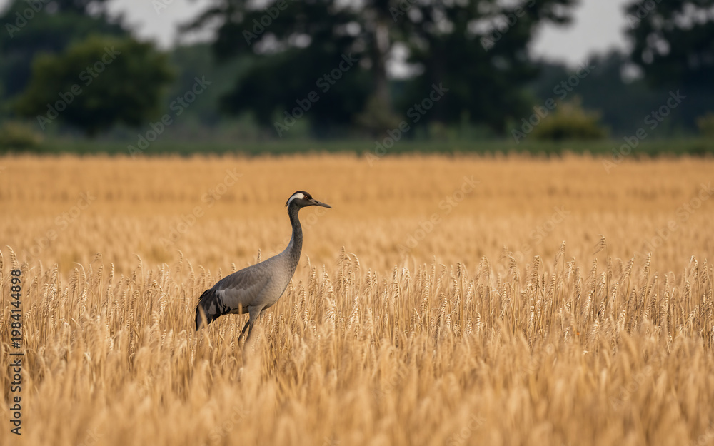 Obraz premium Crane standing in golden field
