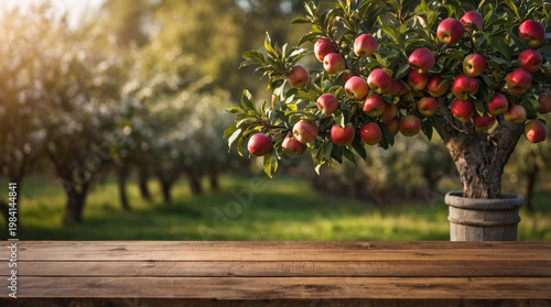 Apple tree with ripe fruit near wooden table in orchard during sunny afternoon light