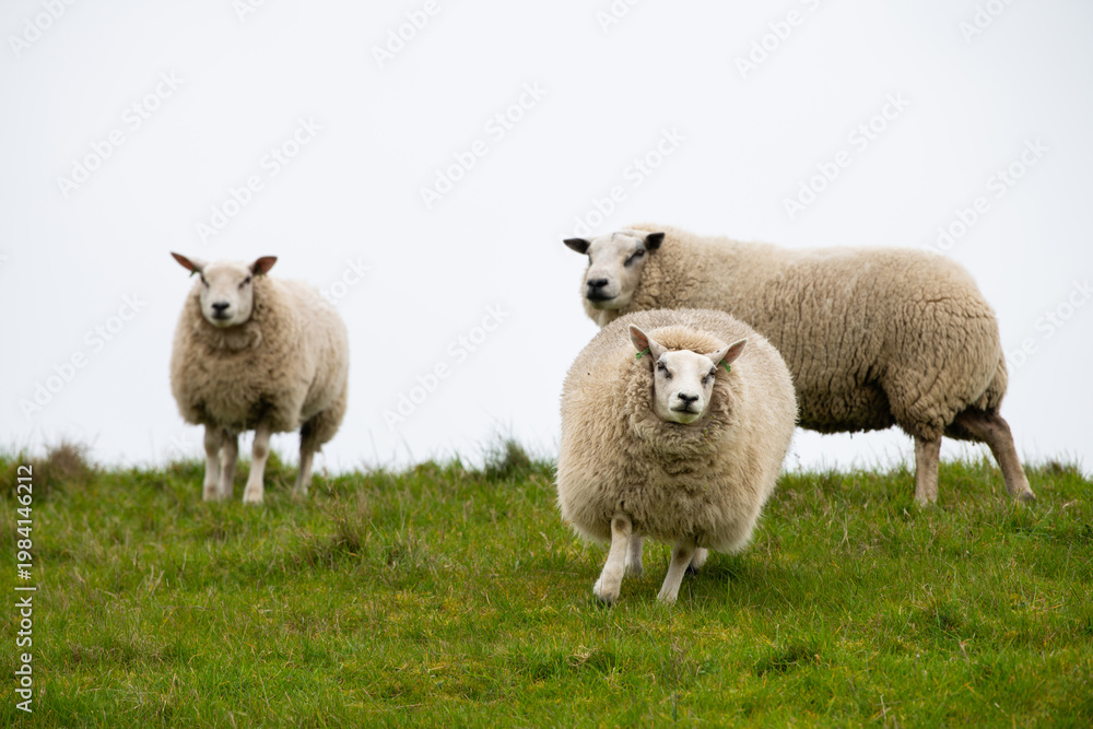 Fototapeta premium Flock of sheep on a pasture, livestock animal farm, stockbreeding, faming and agriculture in the Netherlands, sheeps on spring meadow 